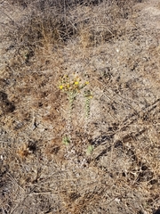 Heterotheca grandiflora