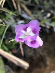 Clarkia