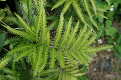 Pteris minor
