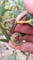 Eucalyptus globulus globulus
