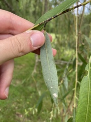 Salix alba