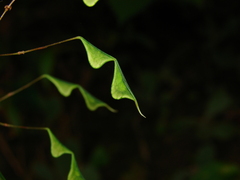 Hylodesmum nudiflorum
