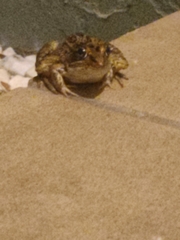 Lithobates sphenocephalus