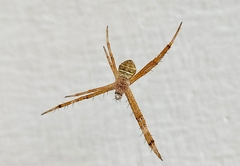 Argiope aemula