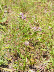 Polygala curtissii