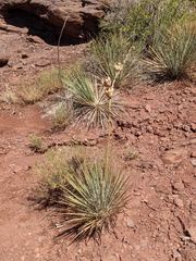 Yucca angustissima