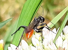 Sphecinae