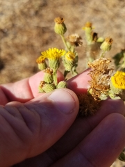 Heterotheca grandiflora