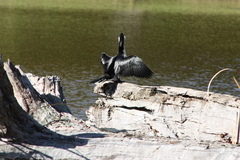 Microcarbo melanoleucos