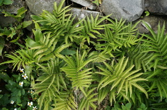 Pteris minor