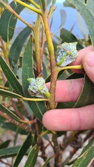 Eucalyptus globulus globulus