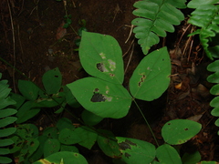 Hylodesmum nudiflorum