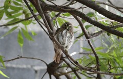 Glaucidium brasilianum