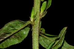 Baccharis multiflora