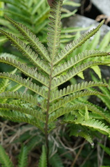 Pteris minor