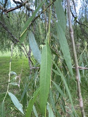 Salix alba