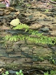 Thuidium