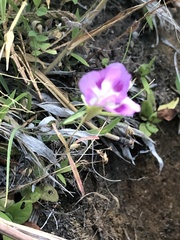 Clarkia