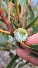 Eucalyptus globulus globulus