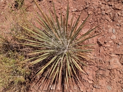 Yucca angustissima