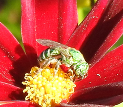 Agapostemon sericeus