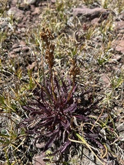 Pedicularis