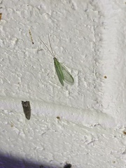 Chrysoperla rufilabris