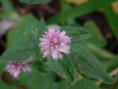 Celosia argentea