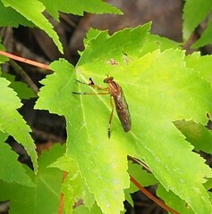 Diogmites discolor