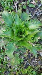 Eryngium serra