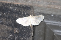Herpetogramma aquilonalis