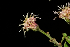 Baccharis multiflora