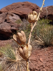 Yucca angustissima