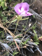 Clarkia
