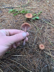 Laccaria bicolor