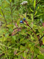 Vaccinium corymbosum