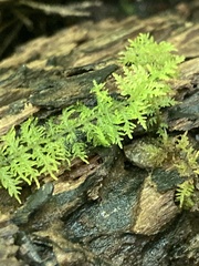 Thuidium