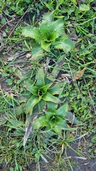 Eryngium serra