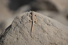 Microlophus
