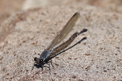 Argia lugens