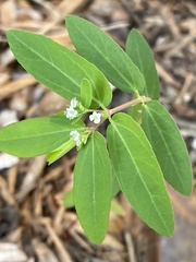 Euphorbia hypericifolia
