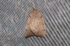 Sestra humeraria