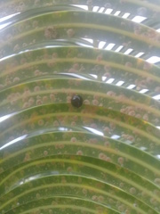 Chilocorus nigritus