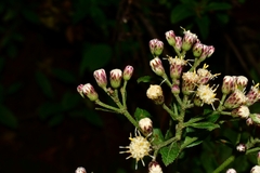 Baccharis multiflora