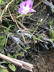 Clarkia