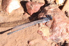 Argia lugens