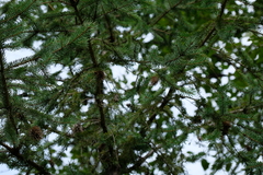Picea engelmannii