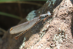 Argia lugens