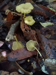 Marasmius