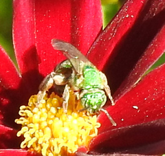 Agapostemon sericeus